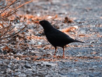 Black bird perching on a field