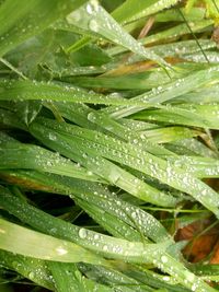 Close-up of wet plant leaves during rainy season