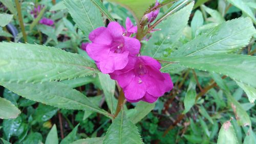 Close-up of pink flowers