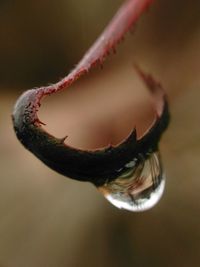 Close-up of leaf