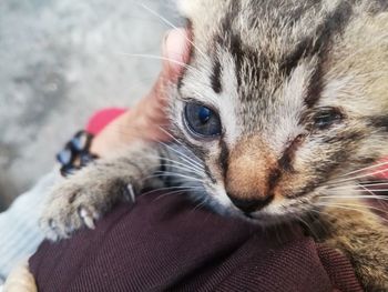 Close-up portrait of cat with kitten