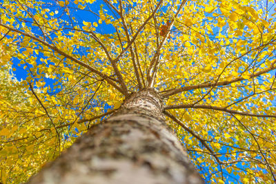 Low angle view of tree in forest against sky