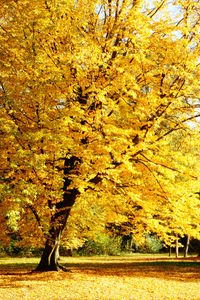 Close-up of yellow trees