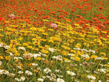 High angle view of flowering plants on field