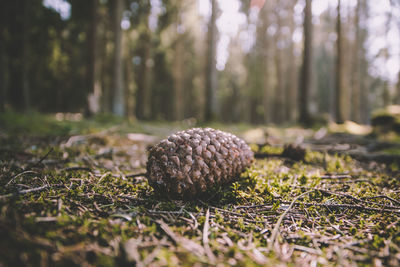 Close-up of pine cone on field