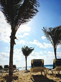 Palm trees on beach against sky