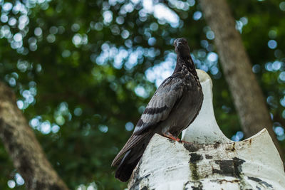 Low angle view of pigeon perching on branch