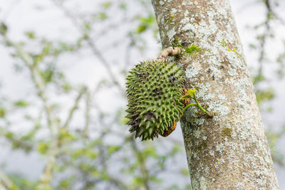 Annona muricata, soursop hanging from the tree with mite infestation.