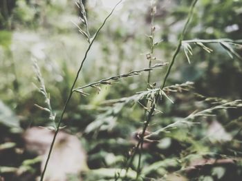 Close-up of grass growing on field