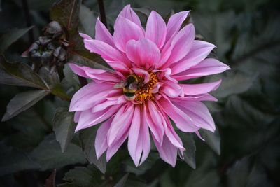 Close-up of purple flower