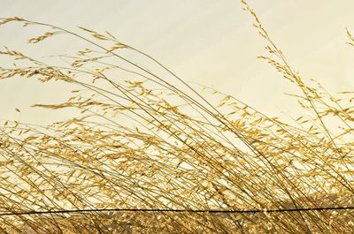 Low angle view of plants against sky