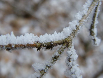 Close-up of frozen plant