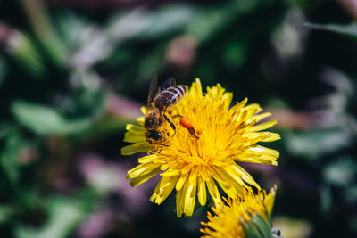 Close-up of bee on yellow flower