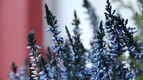 Close-up of fresh plants against sky