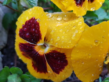 Close-up of wet yellow flowering plant