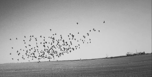 Low angle view of birds flying in sky