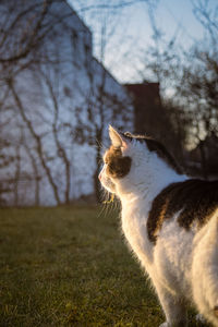 Close-up of cat