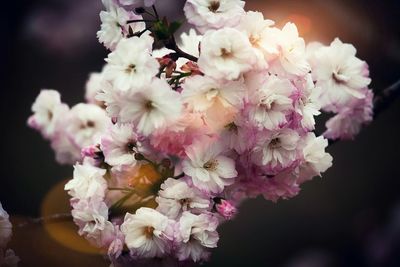 Pink flowers blooming on tree