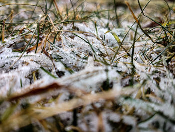 Close-up of dried plant on snow covered land