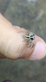 Close-up of an insect on hand