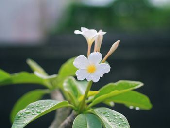 Close-up of white flowering plant