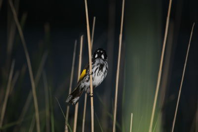 Close-up of bird perching on plant