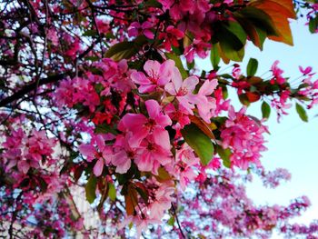 Low angle view of pink cherry blossoms in spring