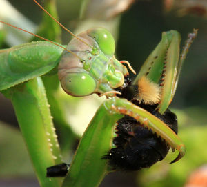 Close-up of insect on plant