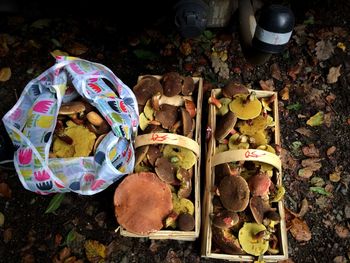 Leaves on tree stump