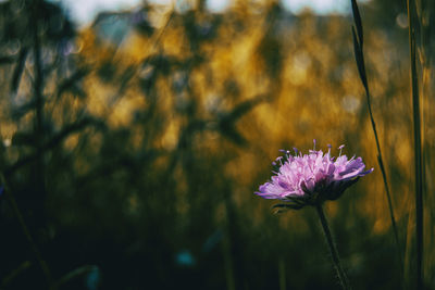 Close-up of purple flowering plant on field