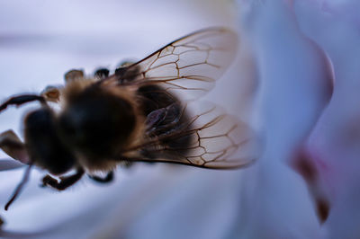 Close-up of bee