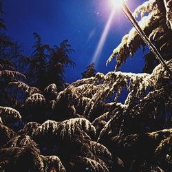 Low angle view of trees against blue sky on sunny day