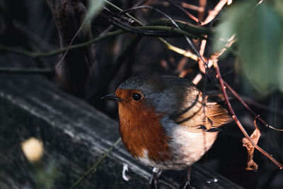 Close-up of bird perching on twig