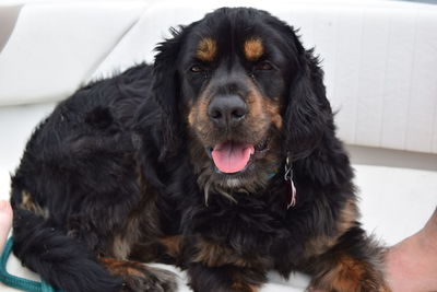 Close-up portrait of a dog relaxing on a boat. 