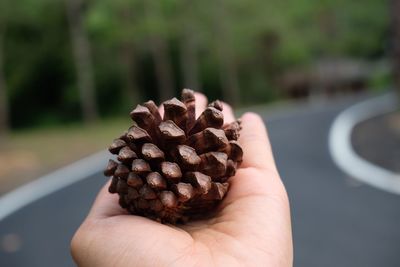 Close-up of hand holding pine cone