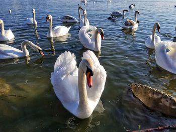 Swans swimming in lake