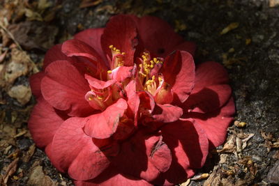 Close-up of flower