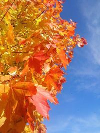 Low angle view of tree against sky