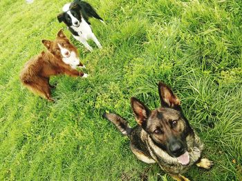 View of dogs on grassy field