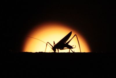 Silhouette insect against orange sky