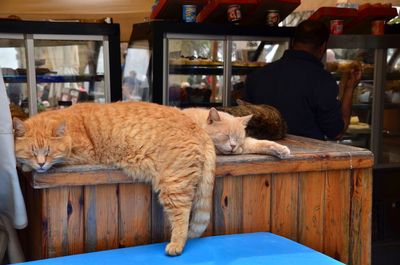 Cat sleeping on table