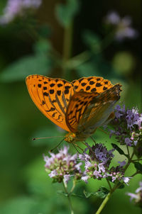 Butterfly on purple flower