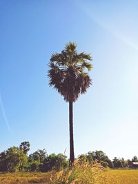 Low angle view of coconut palm trees against clear blue sky