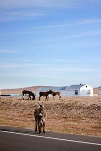 A cute fat donkey is crossing the road