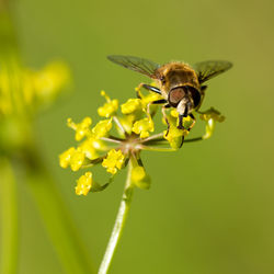 Close-up of insect on yellow flower