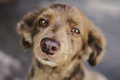 Close-up portrait of dog