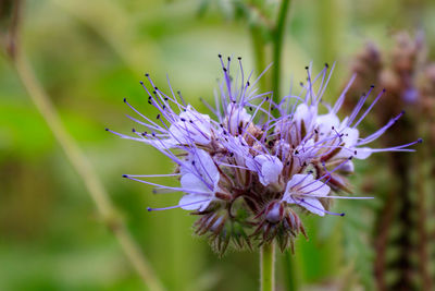 Close up of purple flowering lacy phacelia, phacelia tanacetifolia