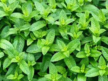 Full frame shot of green leaves