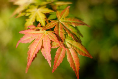 Close-up of red maple leaves