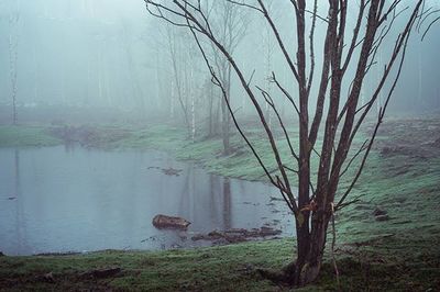 Reflection of trees in water